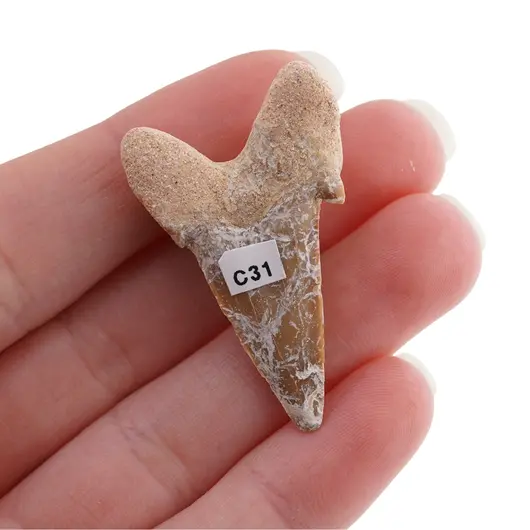 Dinte de rechin fosilizat din Maroc unicat, C31, imagine 2