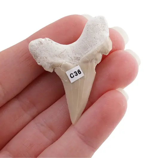 Dinte de rechin fosilizat din Maroc unicat, C36, imagine 2