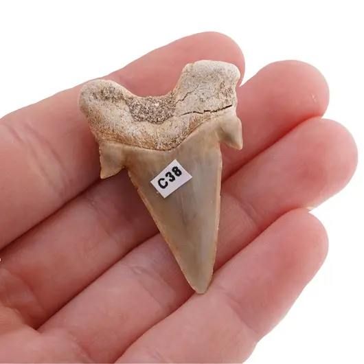Dinte de rechin fosilizat din Maroc unicat, C38, imagine 2