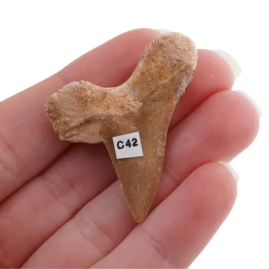 Dinte de rechin fosilizat din Maroc unicat, C42, imagine 2
