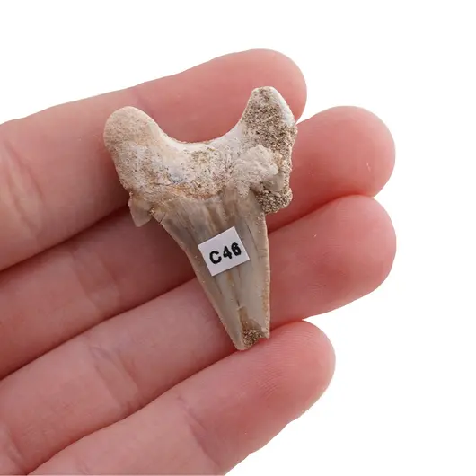 Dinte de rechin fosilizat din Maroc unicat, C46, imagine 2
