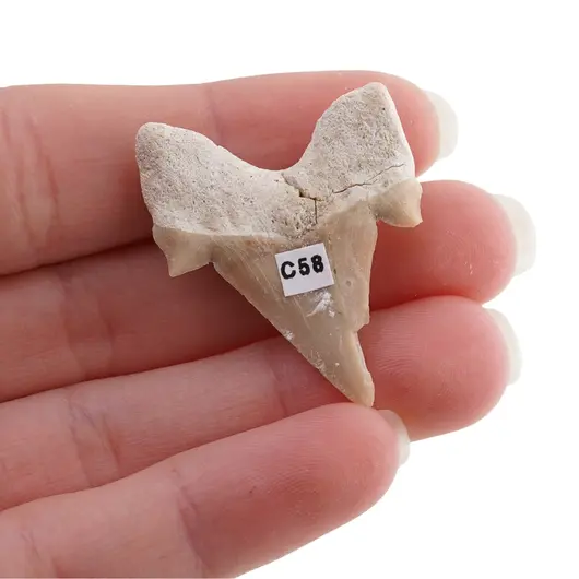 Dinte de rechin fosilizat din Maroc unicat, C58, imagine 2