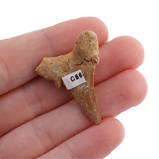 Dinte de rechin fosilizat din Maroc unicat, C66, imagine 2