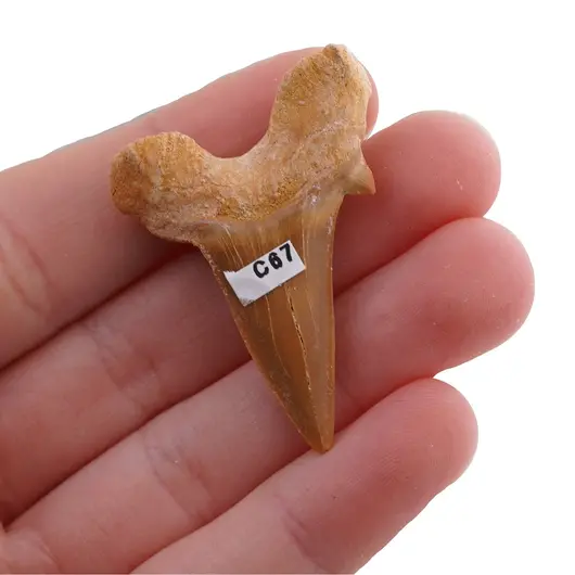 Dinte de rechin fosilizat din Maroc unicat, C67, imagine 2
