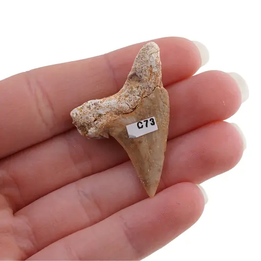 Dinte de rechin fosilizat din Maroc unicat, C73, imagine 2