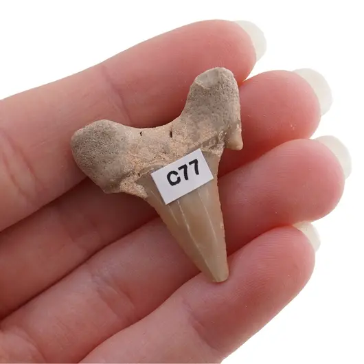 Dinte de rechin fosilizat din Maroc unicat, C77, imagine 2