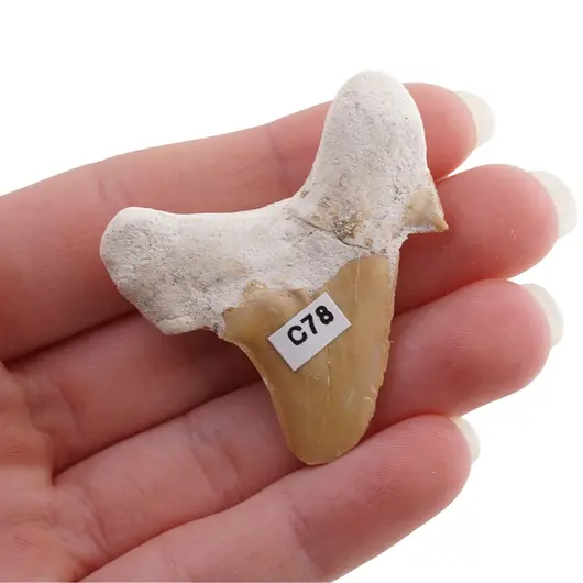 Dinte de rechin fosilizat din Maroc unicat, C78, imagine 2