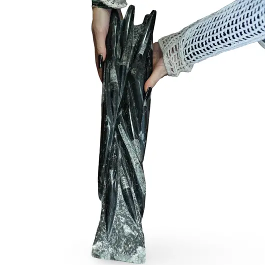 Fosile Orthoceras grupate natural in matrice de roca, imagine 4