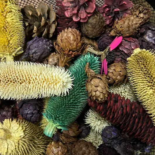 Conifere colorate, mix 10 buc, imagine 2