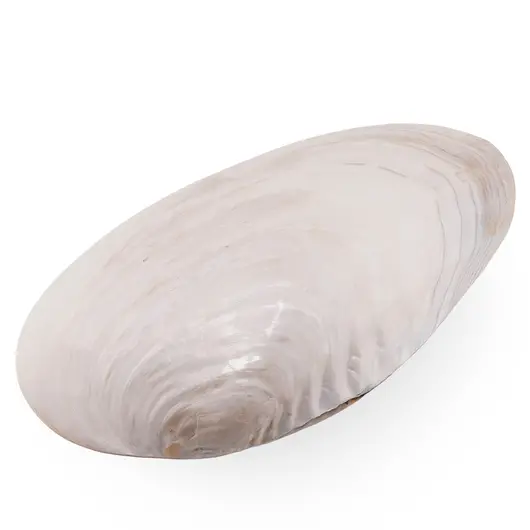 Cochilie scoica alba naturala 28cm, imagine 2