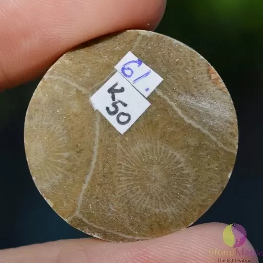Cabochon coral fosilic 29x29x6mm K50