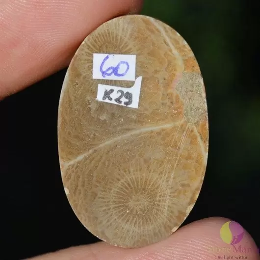 Cabochon coral fosilic 33x21x7mm K29