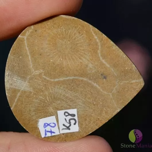 Cabochon coral fosilic 35x32x6mm K58