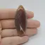 Cabochon Agat Botswana Portocaliu 55x21x6mm C90