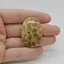 Cabochon Coral Fosilic 38x26x7mm C35
