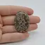 Cabochon Jasp Asteroid 38x26x5mm C13