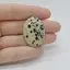 Cabochon Jasp Dalmatian 33x24x6mm C9