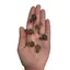 Ciuperca Agat gri 20mm