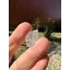 Diamant Herkimer, cristal natural unicat, B45