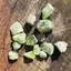 Peridot lot 8-20mm, 10g