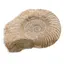 Scoica fosilizata naturala, 15-18cm