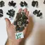 Prehnit de Maroc, lot cristale naturale unicat, 100g, A21