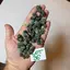 Prehnit de Maroc, lot cristale naturale unicat, 100g, A36