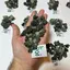 Prehnit de Maroc, lot cristale naturale unicat, 100g, A8