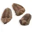 Trilobit fosilizat, 7-9cm