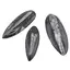 Fosila Orthoceras mare, 10-14cm