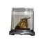 Statueta premium Broasca raioasa cu moneda in gura