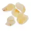Citrin brut 10-20g