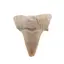 Dinte de rechin fosilizat din Maroc unicat, C19