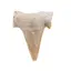 Dinte de rechin fosilizat din Maroc unicat, C25