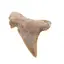 Dinte de rechin fosilizat din Maroc unicat, C26