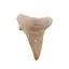 Dinte de rechin fosilizat din Maroc unicat, C55