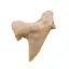 Dinte de rechin fosilizat din Maroc unicat, C6