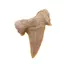 Dinte de rechin fosilizat din Maroc unicat, C61