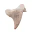 Dinte de rechin fosilizat din Maroc unicat, C72