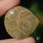 Cabochon coral fosilic 37x38x8mm K30