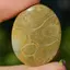 Cabochon coral fosilic 38x30x5mm K2