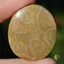 Cabochon coral fosilic 39x32x5mm K19