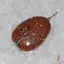 Pandantiv goldstone maro oval cu montura pomul vietii 40mm