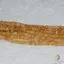 Sirag citrin heishi 7-8mm, 33cm