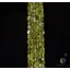 Sirag peridot pietre neuniforme 6-8mm, 33cm