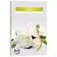 Set 6 pastile lumanari parfumate Bispol - Lily