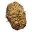 Floarea reinvierii - Jericho (Trandafirul desertului) 8cm
