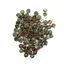 Cabochoane din jasp dragonblood 8mm